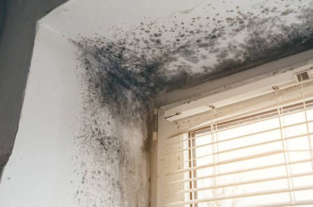 Mold Removal service in Winthrop