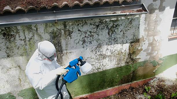 Mold Remediation service in Winthrop, Winthrop, MN